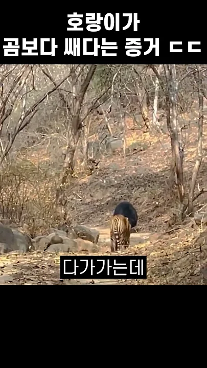 호랑이가 곰보다 쎄다는 증거 ㄷㄷ